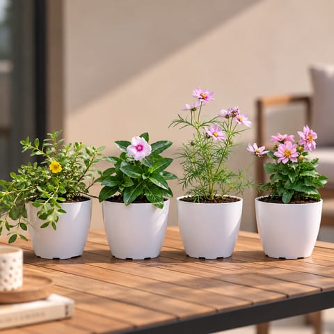 Flowering Home Decor Combo  - Set of 4 - Portulaca Moss Rose, Periwinkle / sadabahar/Vinca, Cosmos & Zinnia (any colour) in 4 Inch White Orchid Round Plastic Pot | Little Sunshine Garden