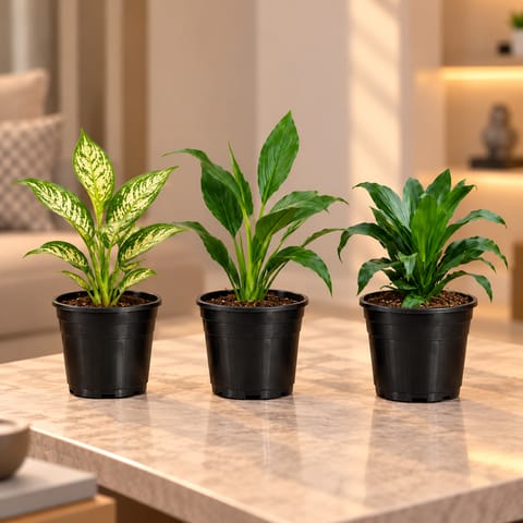 Air Purifying Plants Bundle - Set of 3 - Aglaonema Snow White, Peace Lily & Dracaena Compacta in 6 Inch Nursery Pot