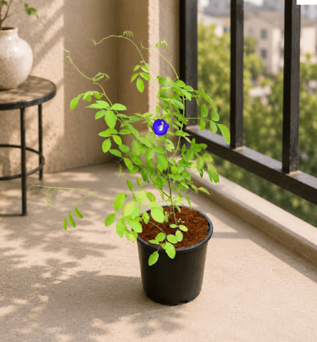Aparajita / Asian Pigeonwings (Any Colour) in 6 Inch Nursery Pot