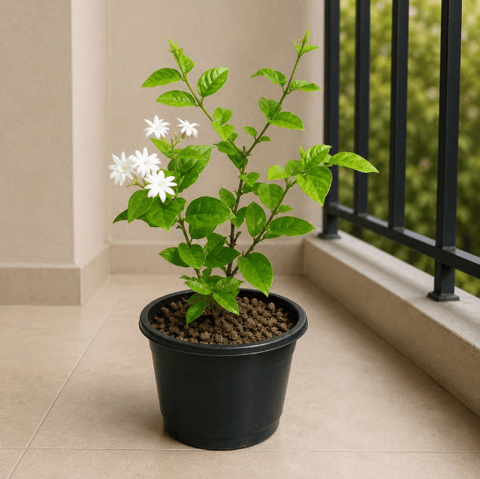 Mogra / Motia Jasmine all season pune variety in 6 Inch Nursery Pot