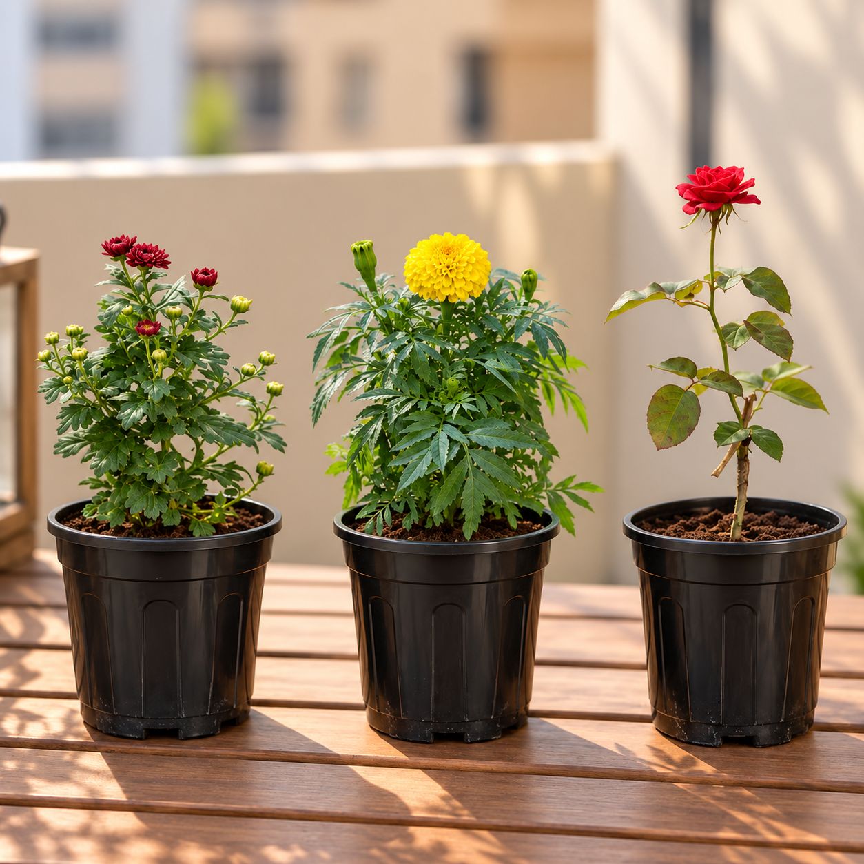 Pooja Flowering Plants Combo - Set of 3 - Chrysanthemum / Shevanti / Guldawari, Marigold / Genda & Rose / Gulab (Any Colour) in 6 Inch Black Super Nursery Pot
