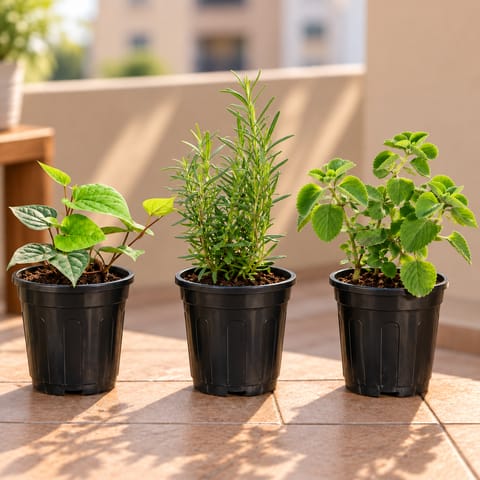 Herbs and Wellness Combo - Set of 3 - Rosemary, Paan & Ajwain in 6 Inch Black Super Nursery Pot