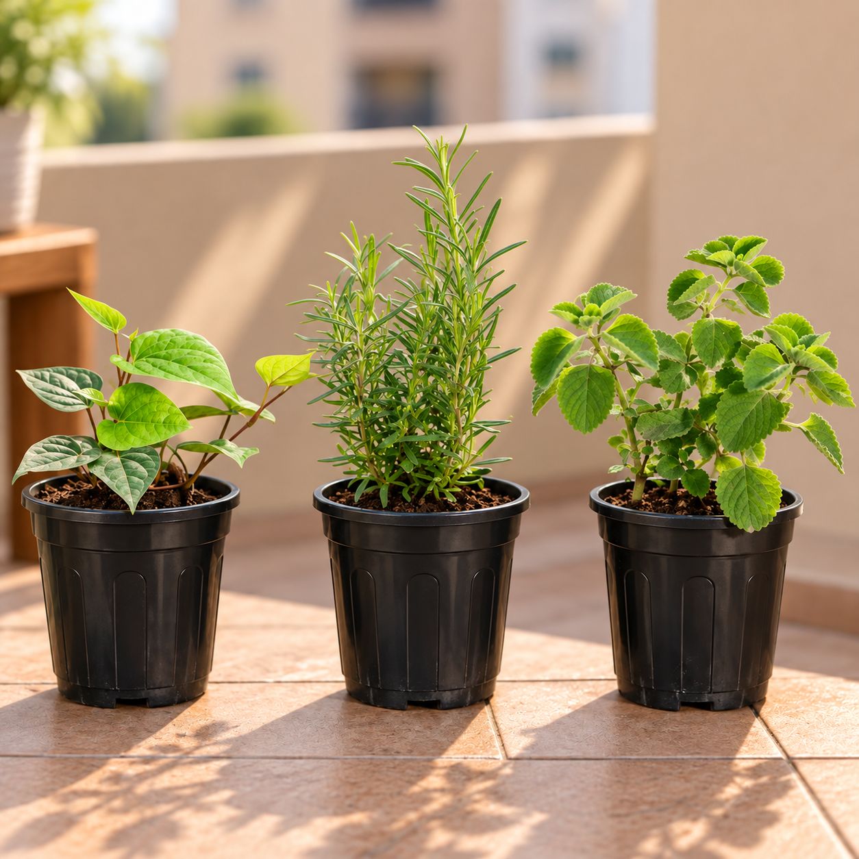 Herbs and Wellness Combo - Set of 3 - Rosemary, Paan & Ajwain in 6 Inch Black Super Nursery Pot
