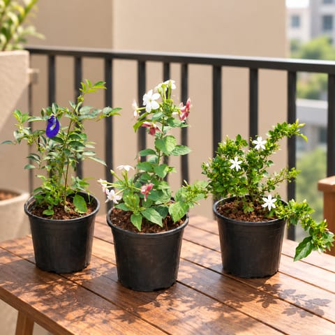Climbers and Creepers Combo - Set of 3 - Aparajita / Asian Pigeonwings , Rangoon Creeper / Madhu Malti & Kakda Mallige / Star Jasmine (Any Colour) in 6 Inch Nursery Pot