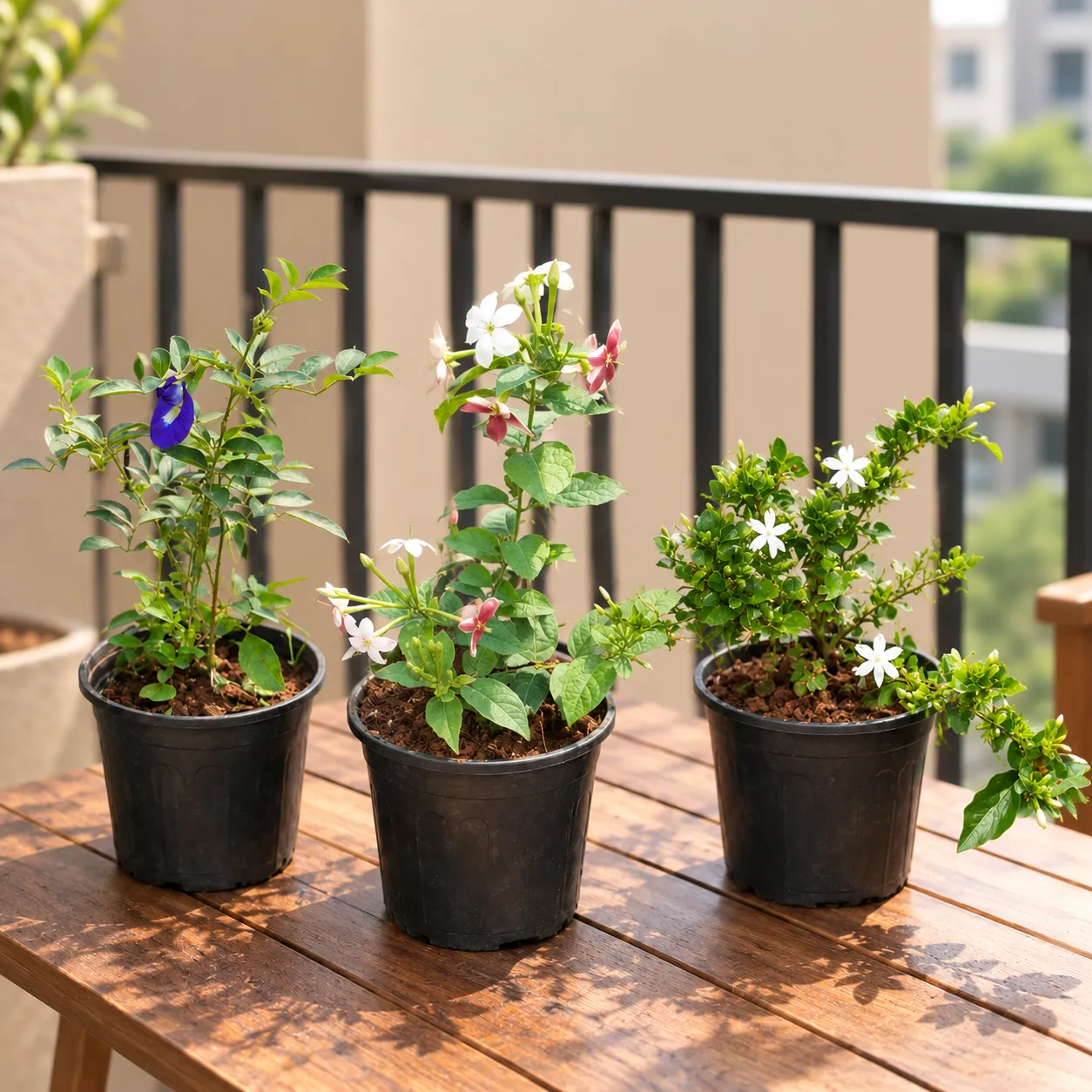 Climbers and Creepers Combo - Set of 3 - Aparajita / Asian Pigeonwings , Rangoon Creeper / Madhu Malti & Kakda Mallige / Star Jasmine (Any Colour) in 6 Inch Nursery Pot