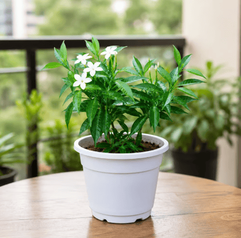 Chandni Dwarf (~ 1 Ft) in 4 Inch White Nursery Pot