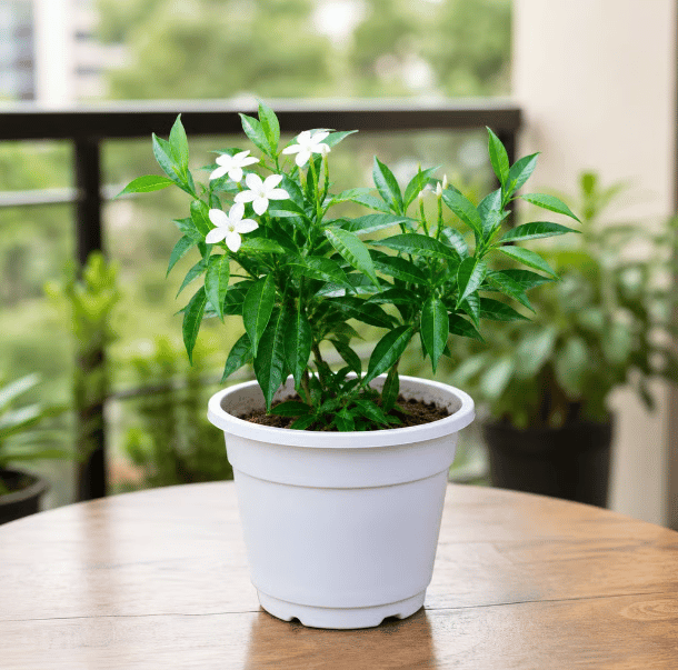 Chandni Dwarf (~ 1 Ft) in 4 Inch White Nursery Pot