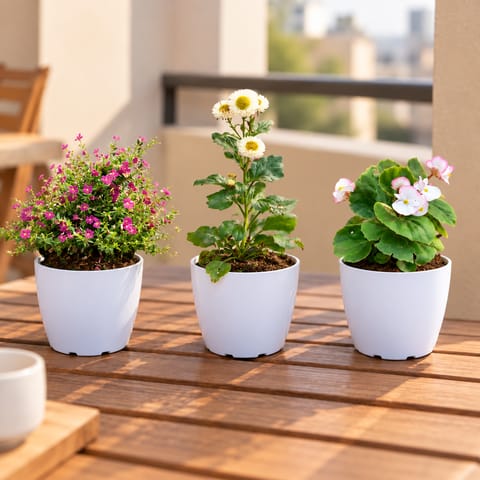 Beautiful Table Top Plants Combo - Set of 3 - Aster, Cuphea / False Heather & Begonia (Any Colour) in 6 Inch White Premium Orchid Round Plastic Pot