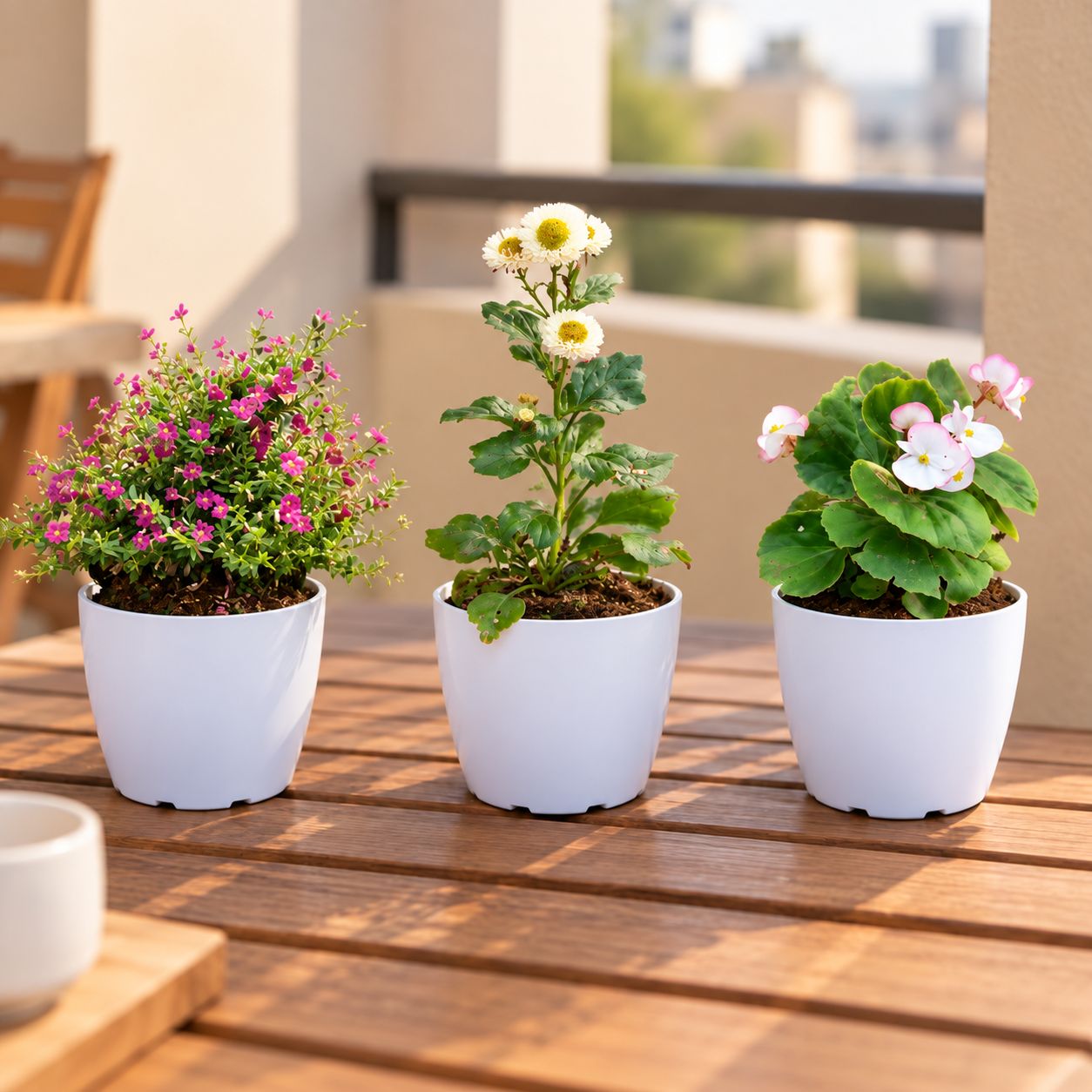 Beautiful Table Top Plants Combo - Set of 3 - Aster, Cuphea / False Heather & Begonia (Any Colour) in 6 Inch White Premium Orchid Round Plastic Pot