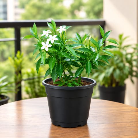Chandni Dwarf White in 6 Inch Black Nursery Pot