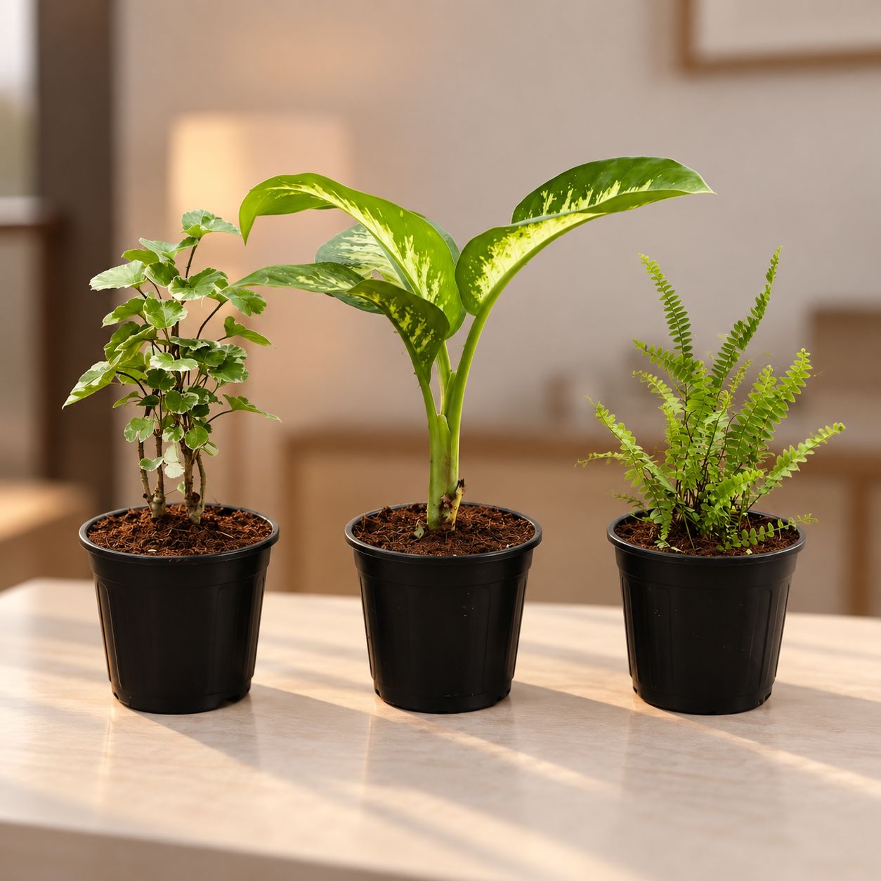 Air Purifying Plants Combo - Set of 3 - Aralia apple leaf / Dinner Plate, Fern Green & Dieffenbachia Seguine in 6 Inch Black Super Nursery Pot