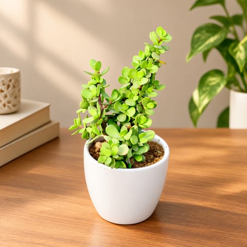 Jade in 4 inch Classy White Cup Ceramic Pot