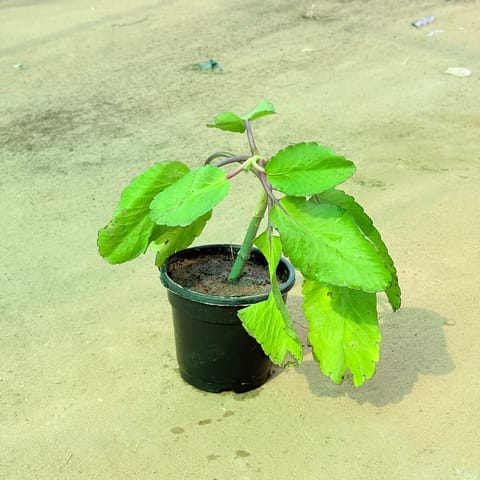 Patharchatta Medicinal Plant in 4 Inch Nursery Pot