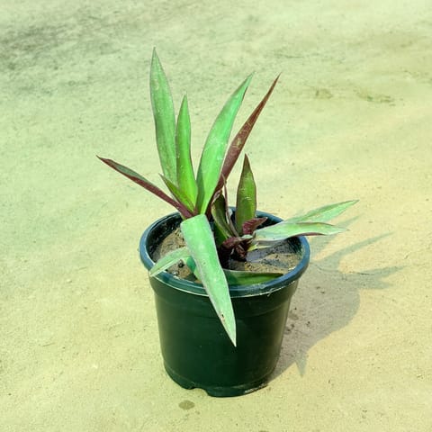 Rhoeo / Durangi in 4 Inch Nursery Pot