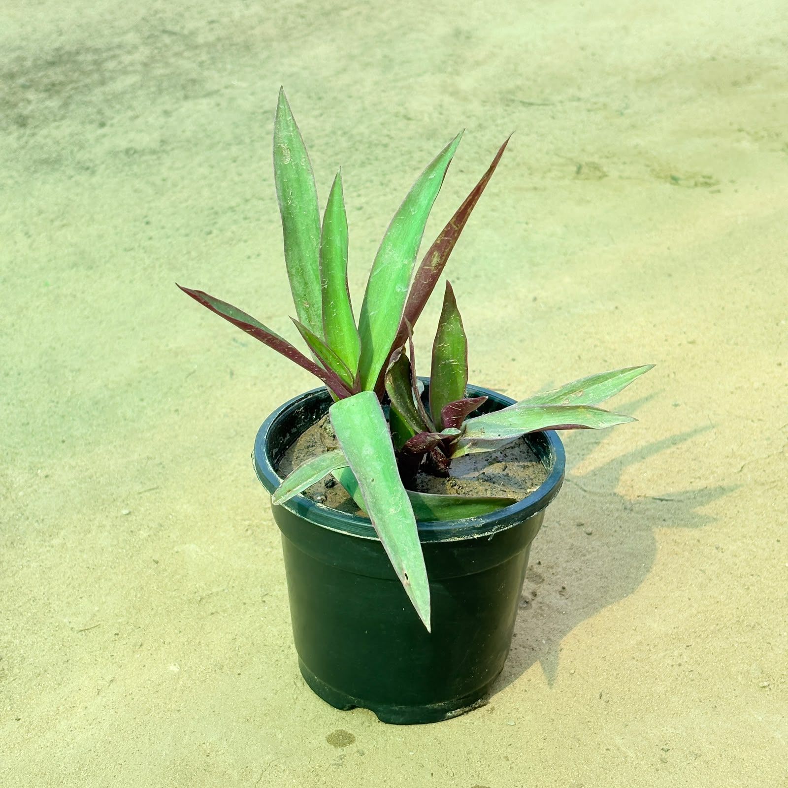 Rhoeo / Durangi in 4 Inch Nursery Pot