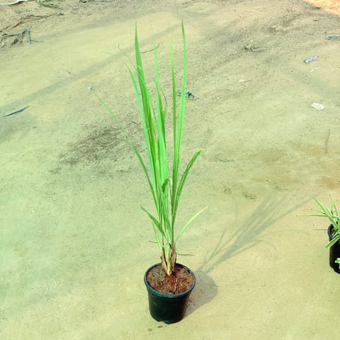 Lemon grass in 4 Inch Black Nursery Pot
