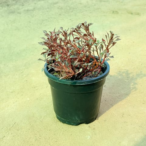 Alternanthera Red in 4 Inch Black Nursery Pot
