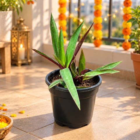 Rhoeo / Durangi in 4 Inch Nursery Pot