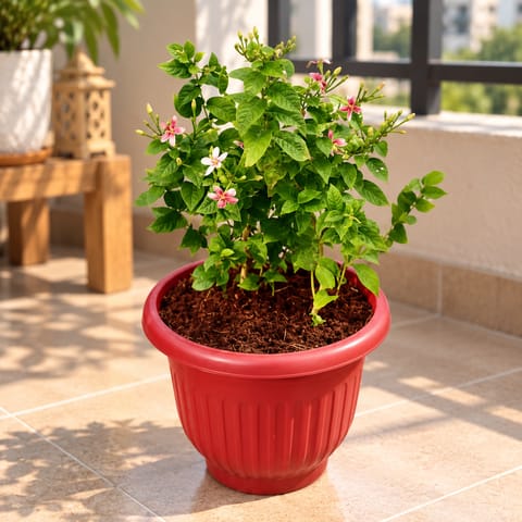 Madhu Malti Dwarf / Rangoon Creeper Pink Pune in 8 inch Terracotta Red Olive Plastic Pot