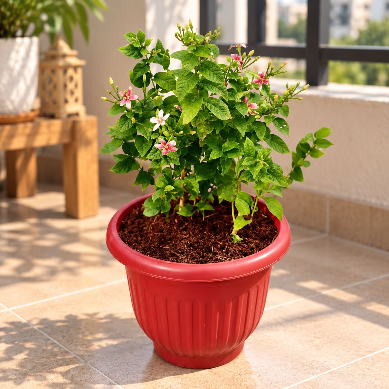Madhu Malti Dwarf / Rangoon Creeper Pink Pune in 8 inch Terracotta Red Olive Plastic Pot