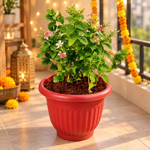 Madhu Malti Dwarf / Rangoon Creeper Pink Pune in 8 inch Terracotta Red Olive Plastic Pot