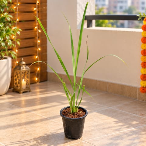 Lemon Grass in 6 Inch Black Super Nursery Pot