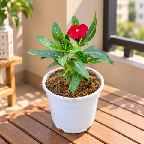 Periwinkle / Vinca / Sadabahar (any colour) in 4 Inch White Nursery Pot