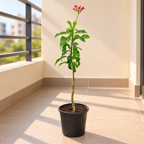 Jatropha / Sundar Rupa in 6 Inch Nursery Pot