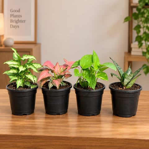 Low Maintenance Favourites - Set of 4 - Syngonium Yammi,  Syngonium Pink, Money Plant Green & Snake Dwarf Green in 4 Inch Nursery Pots