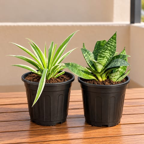 Pet Special: Pawsitive Duo - Set of 2 - Spider & Snake Green Dwarf in 6 Inch Black Nursery Pot