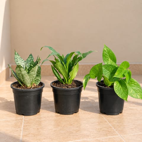 Positive Energy Pack- Set of 3 - Snake Dwarf Green, Peace Lily & Money Plant Green in 4 Inch Nursery Pot