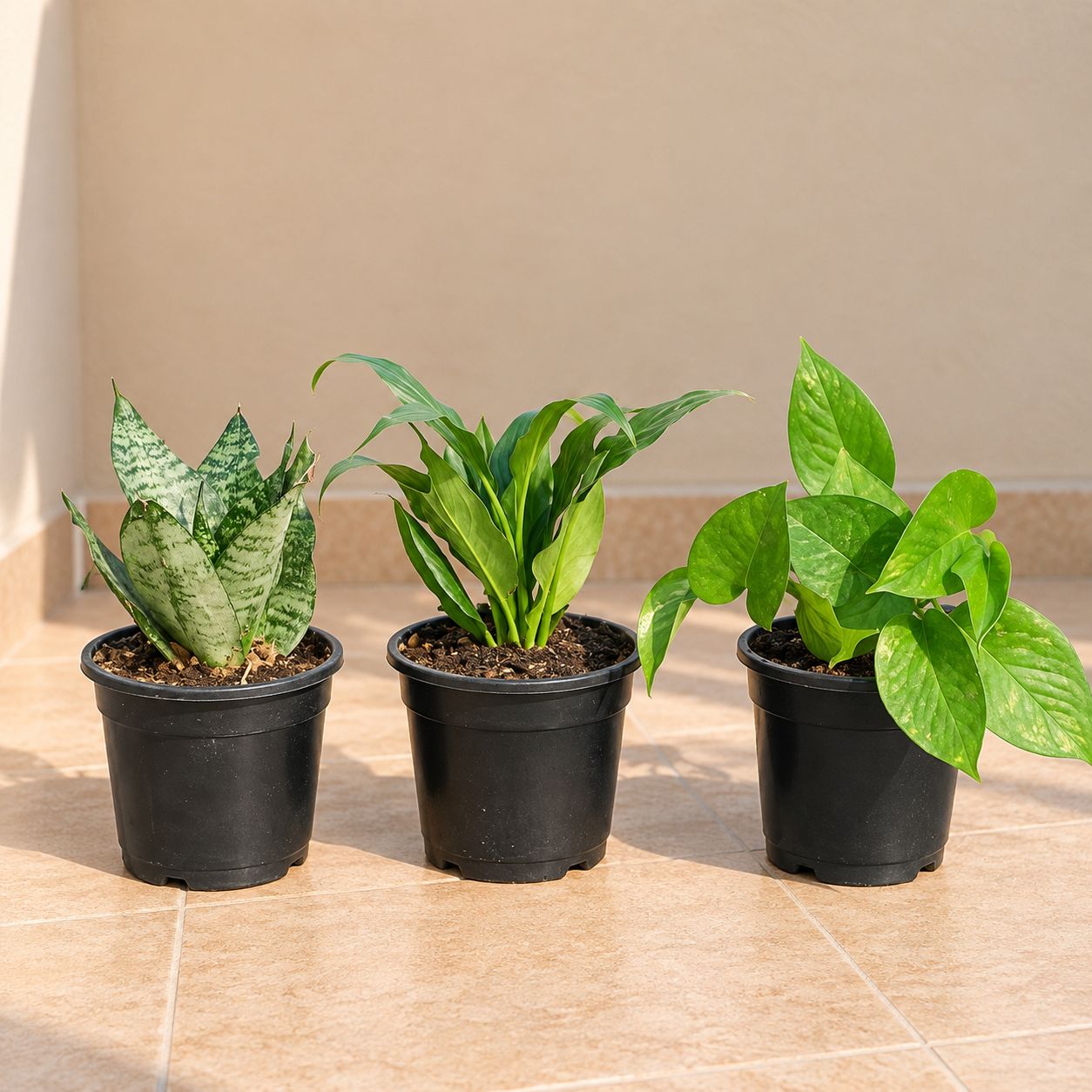 Positive Energy Pack- Set of 3 - Snake Dwarf Green, Peace Lily & Money Plant Green in 4 Inch Nursery Pot