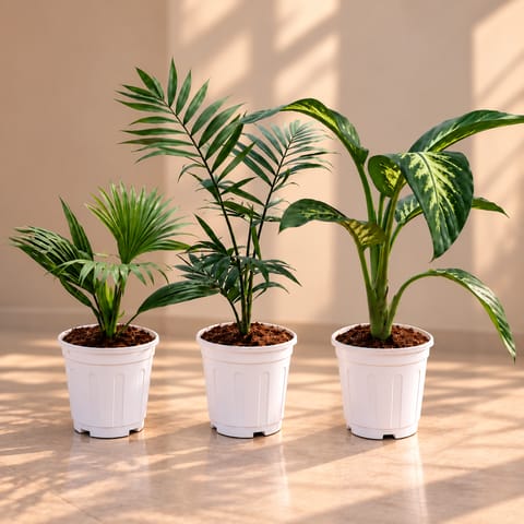 Oxygen plants Combo - Set of 3 - China Palm / Fan Palm, Chamaedorea Palm, & Dieffenbachia Seguine in 6 inch White Super Nursery Pot