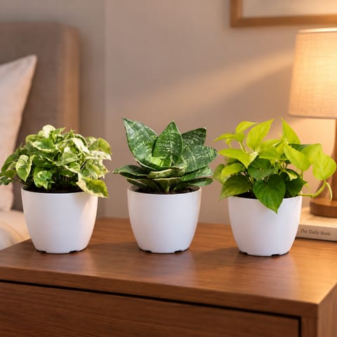 Plants For Bedroom - Set of 3 - Syngonium Green, Snake Dwarf Green & Money Plant Golden in 6 Inch White Premium Orchid Round Plastic Pot