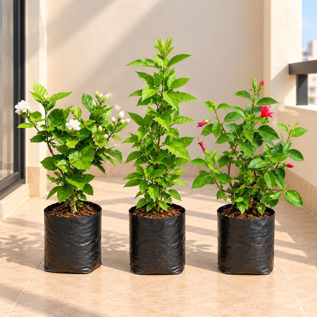 Flowering Plants Delight - Set of 3 - Mogra / Jasmine, Raat ki Rani & Hibiscus Red in 4 Inch Nursery Bag