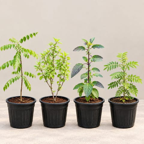 Herbs Special Combo - Set of 4 - Curry Patta, Rama Tulsi, Shyama Tulsi & Shami Plant in 6 Inch Nursery Pots