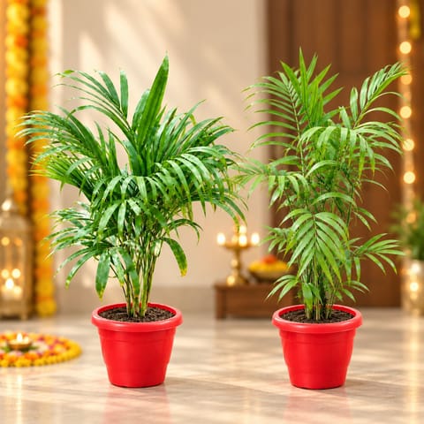 Palm Delight Duo - Set of 2 - Areca Palm (3.5 ft) & Cane Palm ( 3 ft) in 8 Inch Red Classy Plastic Pots | Large Indoor Plants