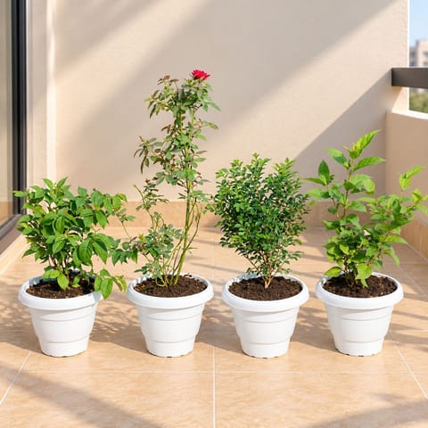 Fragrant Flowering Specials - Set of 4 - MadhuMalti / Rangoon Creeper, Rose, Madhu Kamini  & Jasmine / Mogra in 8 Inch White Classy Plastic Pots