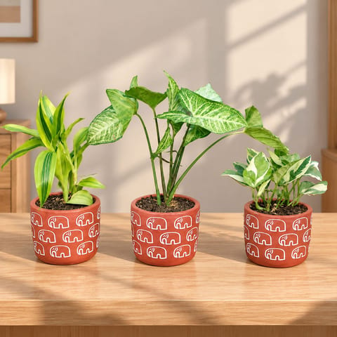 Low Maintenance Indoor Plants Combo - Set of 3 - Lucky Bamboo, Syngonium Green & Money Plant N'Joy in 4 Inch Assorted Maati pots