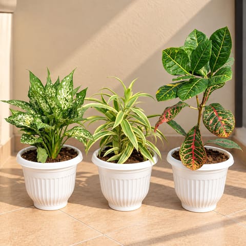 Indoor Plants Combo - Set of 3 - Aglaonema Snow White, Song of India & Baby Croton in 8 Inch White Olive Plastic Pots