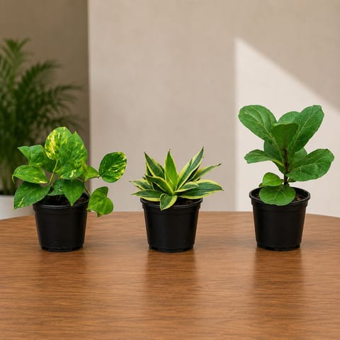 Air Purifying Combo - Set of 3 - Money Plant Green, Snake Yellow Dwarf & Fiddle Leaf Fig in 4 Inch Nursery Pots