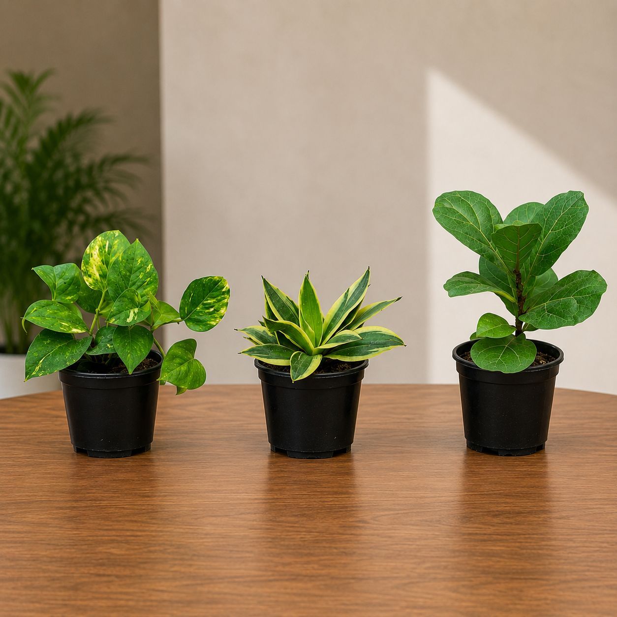 Air Purifying Combo - Set of 3 - Money Plant Green, Snake Yellow Dwarf & Fiddle Leaf Fig in 4 Inch Nursery Pots