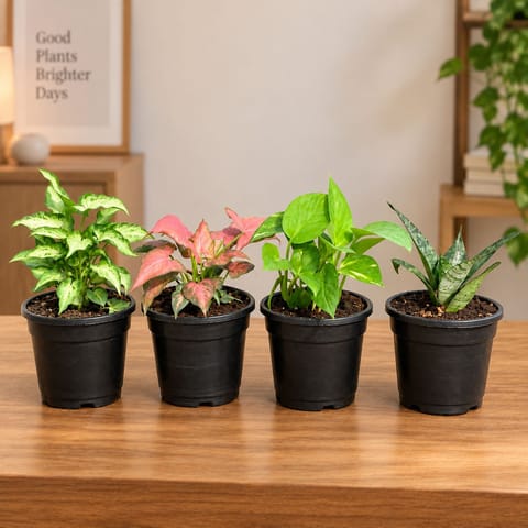 Low Maintenance Favourites - Set of 4 - Syngonium Yammi,  Syngonium Pink, Money Plant Green & Snake Dwarf Green in 4 Inch Nursery Pots