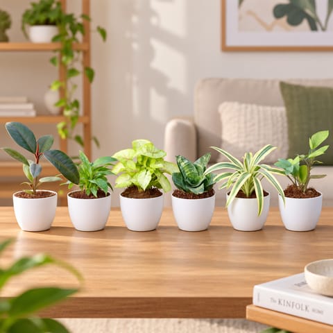 Air Purifying Special - Set of 6 - Rubber, Syngonium Yellow, ZZ green, Peace Lily, Song of India & Snake Green in 4 Inch White Premium Orchid Round Plastic Pot