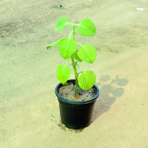 Ajwain Plant in 4 inch Nursery Pot