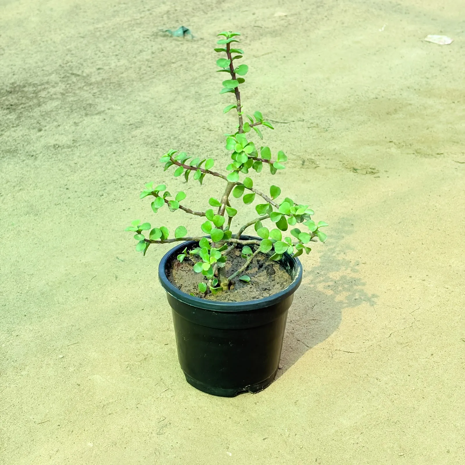 Jade in 4 Inch Black Nursery Pot