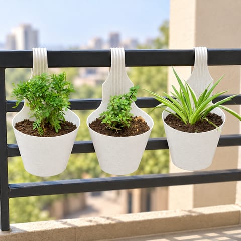 Hanging Plants Combo - Set of 3 - Marigold, Jade & Spider in 8 inch Single Hook Hanging Plastic Pot