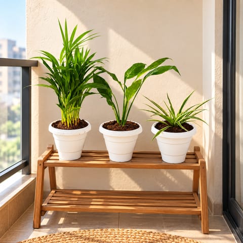 The Breeze & Breathe Set - Set of 3 - Peace Lily, Areca Palm (~ 1 Ft) & Spider in 8 Inch Classy White Plastic Pot