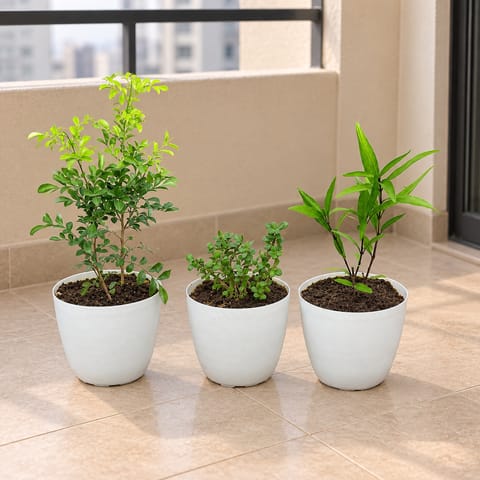 Outdoor Plants Combo - Set of 3 - Sukh Shanti, Jade & Madhu kamini in 6 Inch White Orchid Plastic Pot