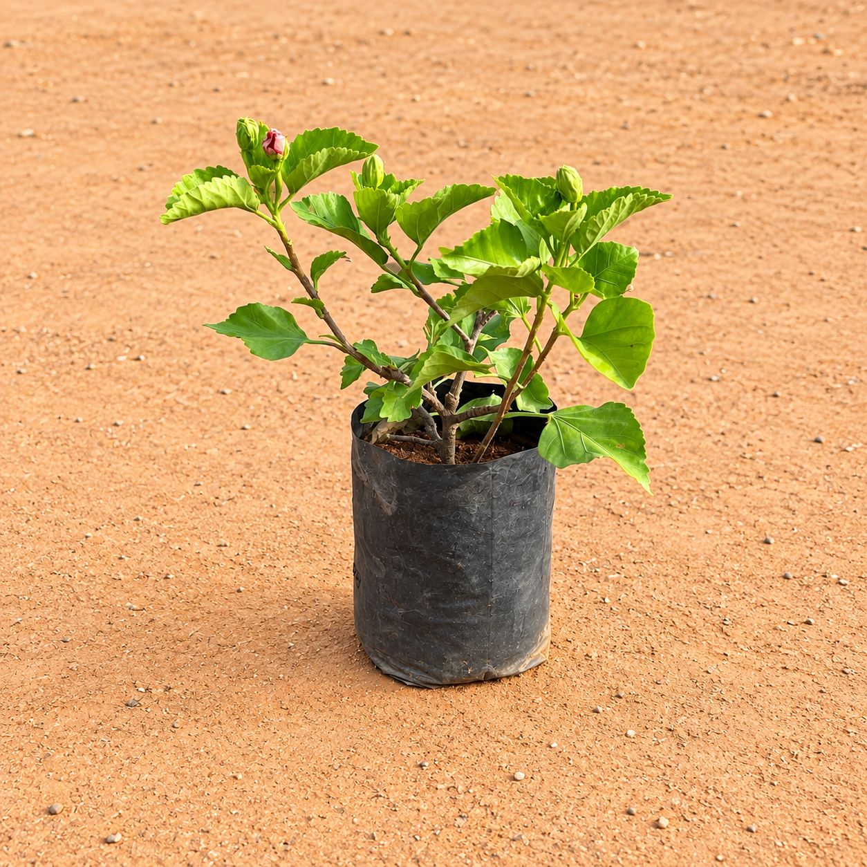 Hibiscus / Gudhal Dwarf (Any Colour) in 6 Inch Nursery Bag